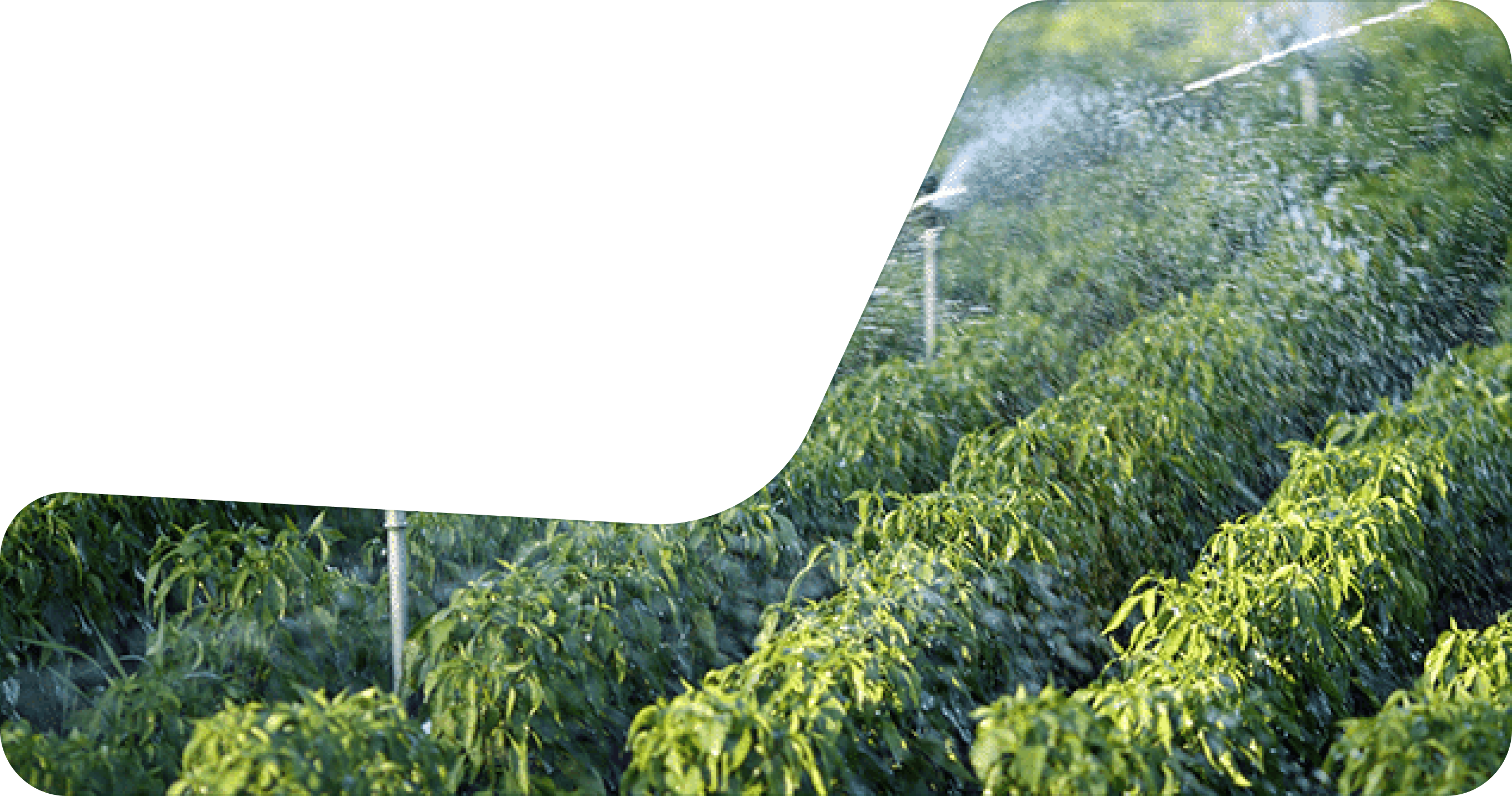 Rainwater Harvesting Mask