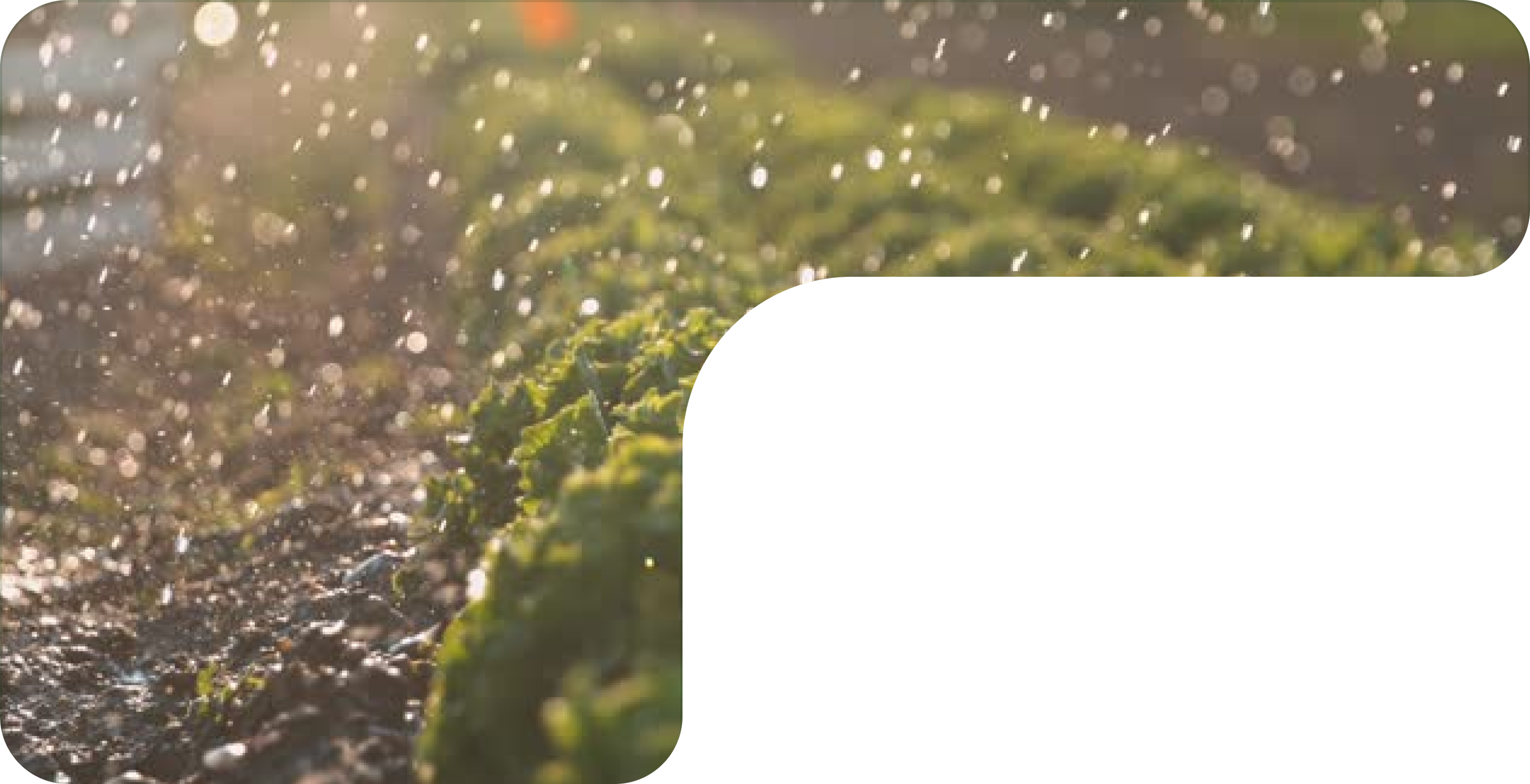 Rainwater Harvesting Mask